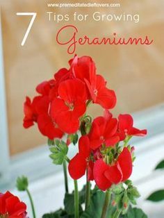 Growing Ginger Indoors, Growing Geraniums, Geranium Care, Annual Flowers, Landscaping Tips, Growing Flowers, Container Plants, Growing Plants, Geraniums