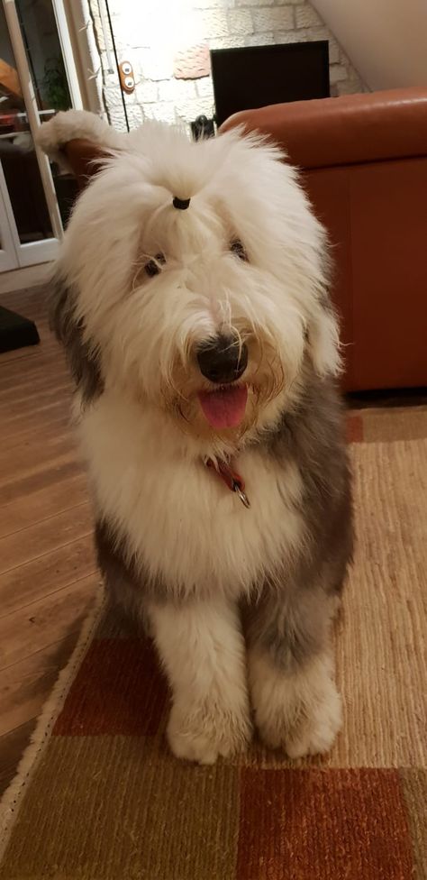 Aww! Look at this fluff! English Sheep Dog, English Sheepdog Puppy, Sheep Dog Puppy, Sheep Dogs, Sheep Dog, English Sheepdog, Old English Sheepdog, Weiner Dog, Sweet Animals