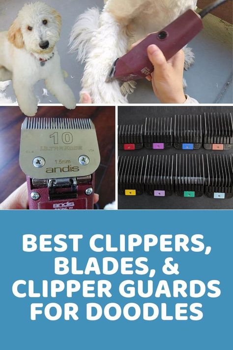 Dog "Clipper Guard Size Chart" Experiment on My Doodle - Doodle Doods Best Dog Clippers Pet Grooming, Dog Clippers Pet Grooming, Diy Doodle Grooming, Bernedoodle Haircuts, Trimming Dog Nails, Goldendoodle Grooming, Best Dog Shampoo, Dog Grooming Styles, Dog Grooming Clippers