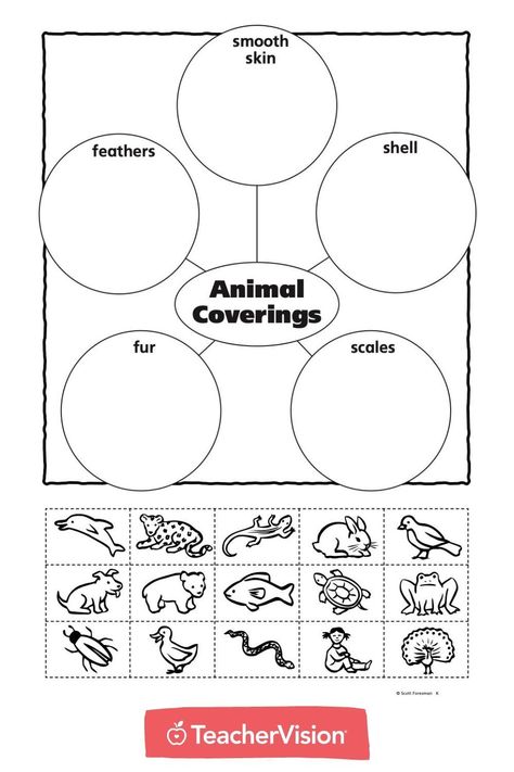 With this animal coverings printable cut and paste activity, students paste pictures of animals to their corresponding outer covering: fur, scales, shells, feathers, or smooth skin. #cutandpasteworksheets Fur Feathers Scales Activities, Animal Coverings Kindergarten, Animal Coverings Activities, Animal Coverings, Nursery Worksheets, Skin Craft, Biology Worksheet, August Challenge, Kindergarten Projects