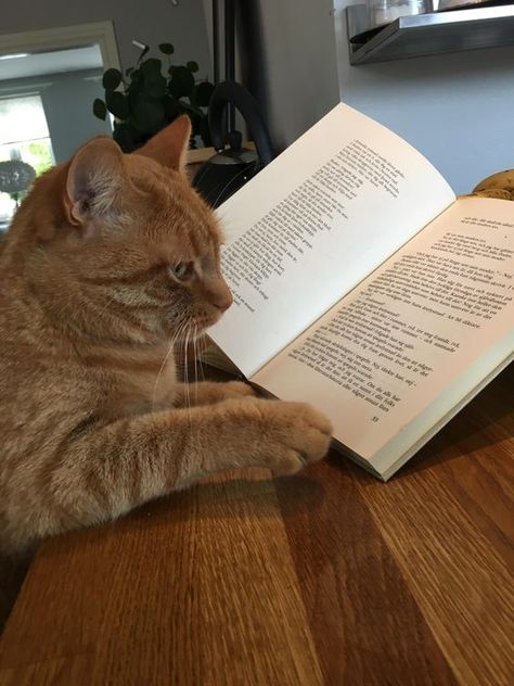 Cat Reading A Book, Cat Reading, Reading A Book, My Cat, A Book, Avatar, Benefits, Kitty, Reading