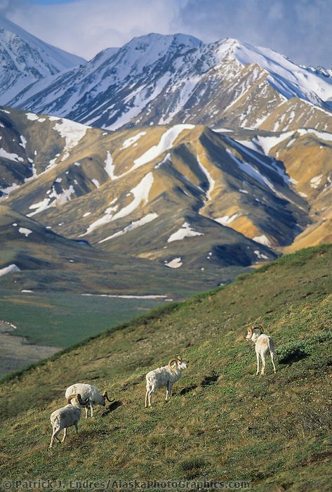 Dall Sheep, Alaska Photos, Big Horn Sheep, Mountain Goats, American National Parks, Denali National Park, Mountain Goat, Laundry Hacks, Landscape Pictures