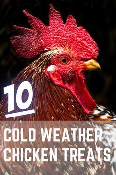 Winter Treats For Chickens, Treats For Chickens, Feed Chickens, Molting Chickens, Herbs For Chickens, Food For Chickens, Chickens In The Winter, Chicken Coup, Backyard Chicken Coop Plans