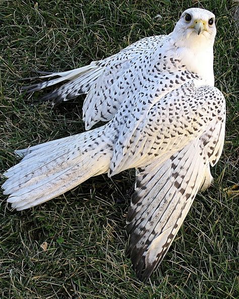 white peregrin falcon White Bird, Black Bird, White And Black, Green, White, Black