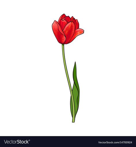 Red Tulips Drawing, Red Tulip Tattoo, Sketch Guitar, Realistic Hand Drawing, Tulip Flower Drawing, Tulip Illustration, Open Tulip, Tulip Drawing, Tulip Tattoo