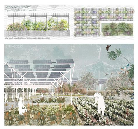 Harvard Landscape Architecture (@gsd_mla) • Fotos y videos de Instagram Ecological Architecture, Harvard Gsd, Bedford Massachusetts, Project Site, New Bedford, How To Grow Taller, Growing Tree, Fall 2022, Natural Environment