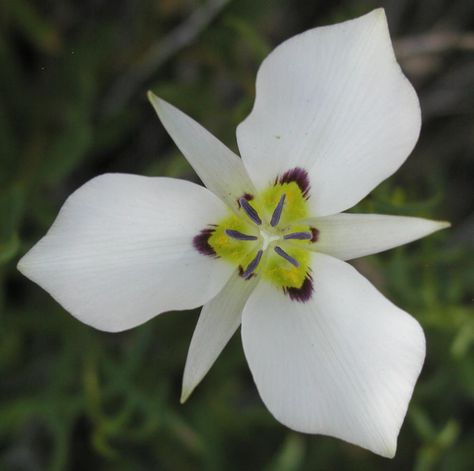 Sego Lily, Flower Sleeve, Lily Tattoo, Plant Identification, Skin Art, Australian Artists, Plant Design, Photo Location, Flower Images