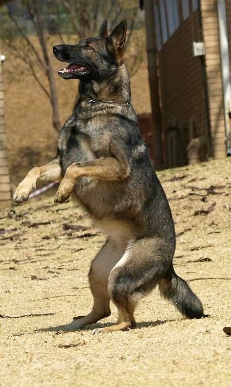 Blue German Shepherd, Sable German Shepherd, German Shepherd Training, German Sheperd Dogs, German Shep, Farm Dogs, Dog Brain, Australian Shepherds, Coban