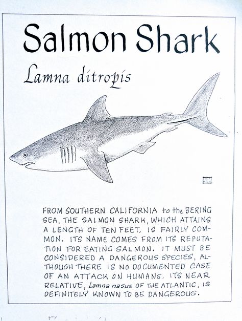 Shark Information Poster, Lemon Shark Facts, Salmon Shark, Shark Posters, Shark Information, Oceanography Marine Biology, Shark Poster, Shark Books, Marine Poster