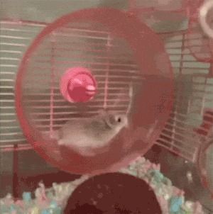 Where are the breaks?! Hamster Wheel, A Hamster, Exercise Wheel, 웃긴 사진, Hamsters, Funny Fails, 귀여운 동물, Animal Gifs, Funny Animal Videos