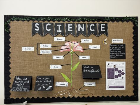 Science KS2 Display - flowers and plants Ks2 Display, Plants Display, School Displays, Year 3, Photosynthesis, Plant Needs, Seeds, Science, Plants