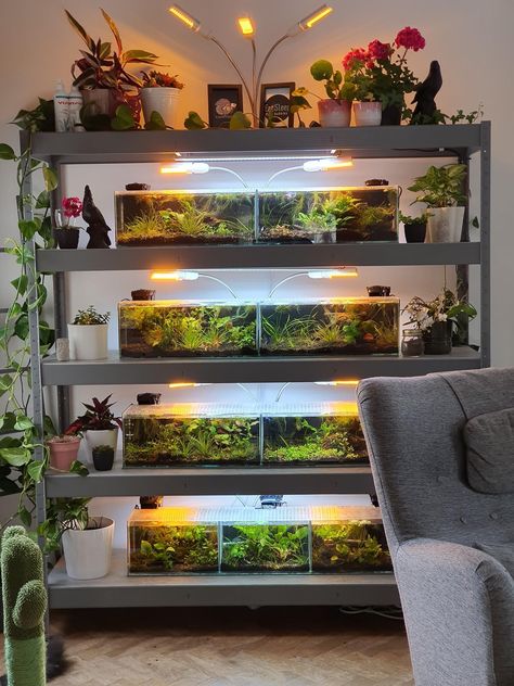 Fish Shelf, Aquarium Shelf, Fish Rack, Cool Fish Tank Decorations, Aquaculture Fish, Aquarium Architecture, Fish Tank Themes, Aquarium Garden, Fish Tank Terrarium