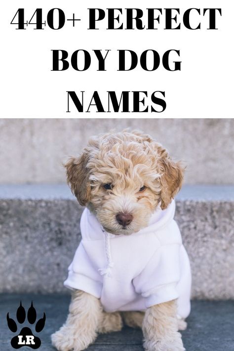 Name Dog Boy, Male Dogs Names Unique, Cute Puppy Things, Puppy Names Boy Unique, Small Dog Names Boys, Best Dog Names Boys, Funny Dog Names Boy, Names For Dogs Boys, Unique Puppy Names Male