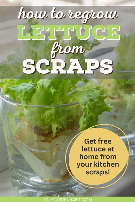 Regrow romaine lettuce in water—it's easy! This guide shows how to regrow lettuce in water for a continuous supply, from the comfort of your own home. Find out more in this article! Regrowing Lettuce In Water, Potted Lettuce Plants, How To Grow Romaine Lettuce From Scraps, How To Grow Lettuce From Scraps, How To Keep Lettuce Fresh Longer, Planting Lettuce From Scraps, How To Regrow Lettuce, Regrow Lettuce, Romaine Lettuce Growing