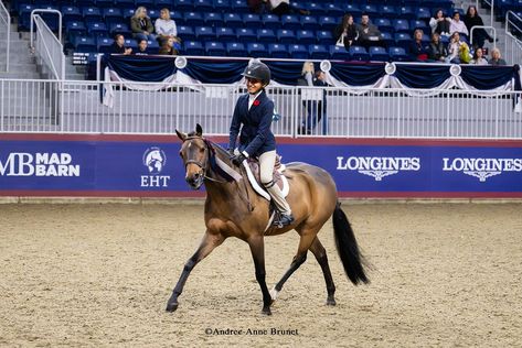 Seeing all the Royal acceptances for the Horse show has got me excited for the most magical time of the year! Here’s to being witness to all of your Royal memories and cheering you all on during such a prestigious horse show! I’m always so grateful being apart of so many amazing riders special moments 💕💕 Horse Of The Year Show, Horse Show, So Grateful, Show Horses, The Horse, Special Moments, Time Of The Year, The Year, Horses