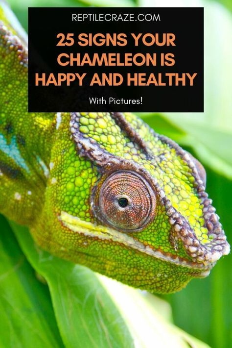 Chameleon Habitat Ideas, Veiled Chameleon Care, Chameleon Facts, Iguana Care, Chameleon Enclosure, Chameleon Care, Chameleon Cage, Jackson Chameleon, Veiled Chameleon