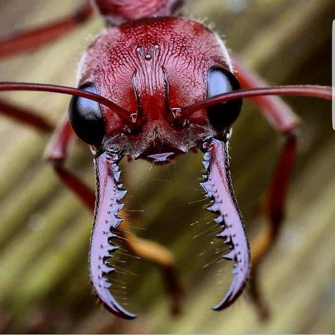 📽 # Amazing shot of red ant 10/10 🔥🔥🔥🔥👌 . 🐜 Welcome to the ant world . 👌 Pinch to zoom . 👉 Follo Jack Daniels Fudge, Weird Insects, Ant Insect, Red Ant, Ant Farms, Whiskey Lover Gifts, Insect Collection, Nice Photos, Arthropods