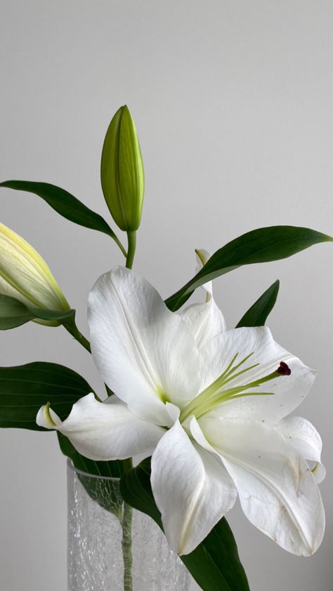 White Lily Flower Aesthetic, Lilys Aesthetic, Lily Flower Aesthetic, White Lilium, Clean Girl Wallpaper, Lilium Flower, Lily Wallpaper, Love Lily, Wallpaper Floral