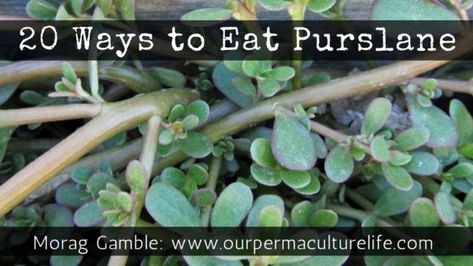 20 Ways to Eat Purslane - Our Permaculture Life Purslane Benefits, Purslane Recipe, Common Garden Weeds, Watermelon Slushie, Light Summer Meals, Vegetable Sticks, Foraging Recipes, Healthy Diets, Foraged Food