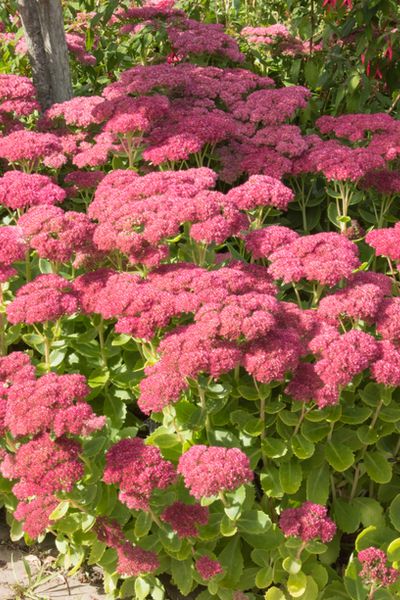 Sedum Garden Ideas, Phlox Flower Perennial Plant, Sedum Flower, Sedum Garden, Sedum Plant, Pollinator Garden, Native Garden, Hardy Perennials, Perennial Garden