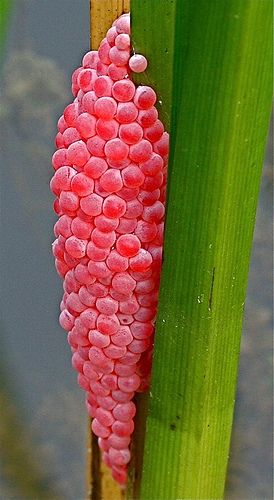 ~~ Apple Snail Eggs ~~ Freshwater Invertebrates, Snail Eggs, Mystery Snails, Butterfly Eggs, Aquarium Snails, Apple Snail, Fish Tank Design, Indoor Water Garden, Snail Shell