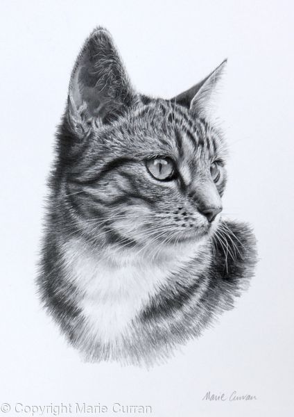 Observation - Graphite pencil drawing, photorealist style Pencil Realism, Realistic Cat Drawing, Realistic Animal Drawings, Cats Art Drawing, Pencil Drawings Of Animals, Animal Drawings Sketches, 얼굴 그리기, Cat Sketch, Drawing Faces