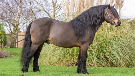 Dartmoor Pony, Fell Pony, Highland Pony, Connemara Pony, Pony Breeds, Welsh Pony, Horse Coats, Shire Horse, Shetland Pony