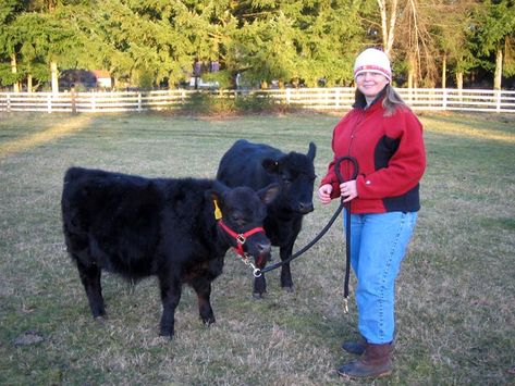 Lowline Angus cattle are said to be very docile. Their good nature is one of the reasons I will raise them on future farm and may eliminate the need for a sorting pen. Lowline Angus, Meat Animals, Cow Breeds, Farm Livestock, Miniature Cattle, Miniature Cows, Angus Cattle, Mini Cows, Dream Farm