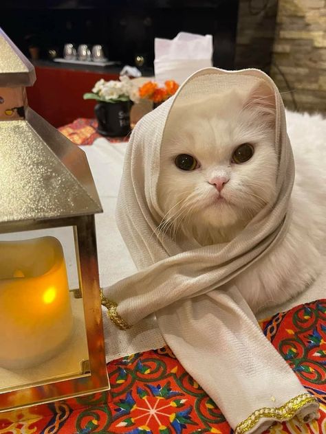 Muslim Cat, Hijabi Pfp, Bg Images, Eid Pics, Cat Crying, Cat Profile, Instagram Picture Quotes, Cute Cats Photos, Cat Icon