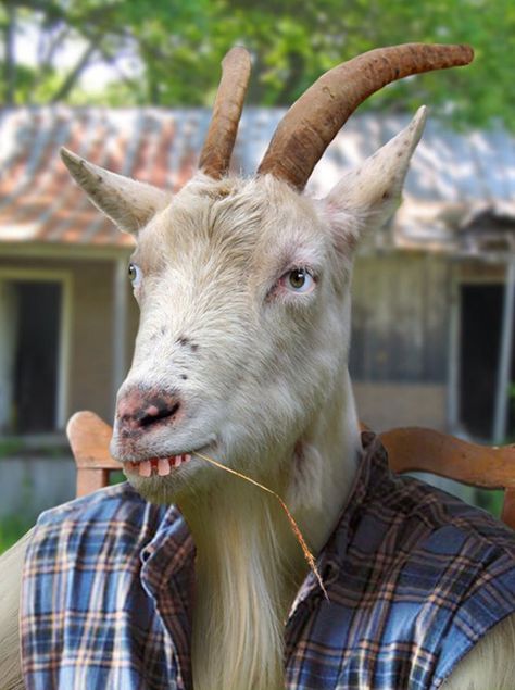 Hi Mr Goat Funny Goat Pictures, Goat Picture, Ugly Animals, Human Pictures, Images Of Animals, Goats Funny, A Goat, Face Pictures, Cows Funny