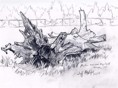 Fallen Tree - Original Fine Art for Sale - © by Jeff Atnip Fallen Tree Drawing, Looking Up At Trees Drawing, Tree Stump With Roots Drawing, Tree Trunk Reference, Tree Trunk Texture Drawing, Tree Trunk Drawing, Natural Objects, Fallen Tree, Illustration Book