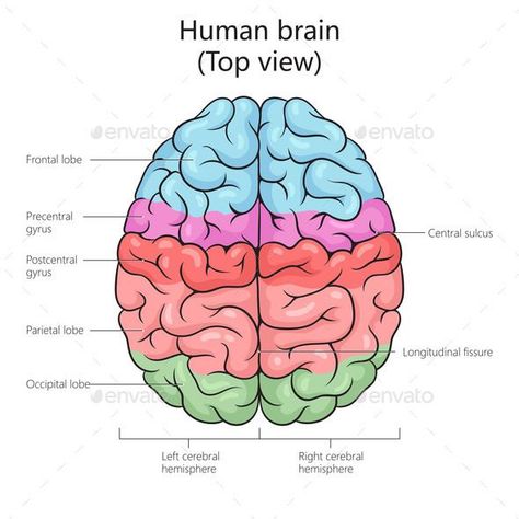 Human Brain Structure Diagram Medical Science Brain Structure Diagram, Innovative Chart Ideas, Lobes Of Brain, Brain Top View, Brain Lobes, Brain Structure, Educational Illustration, Brain Art, Graphic Poster Art