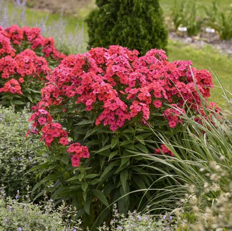 Phlox Plant, Proven Winners Perennials, Proven Winners Plants, Phlox Paniculata, Coral Garden, Perennial Border, Border Plants, Proven Winners, Native Garden