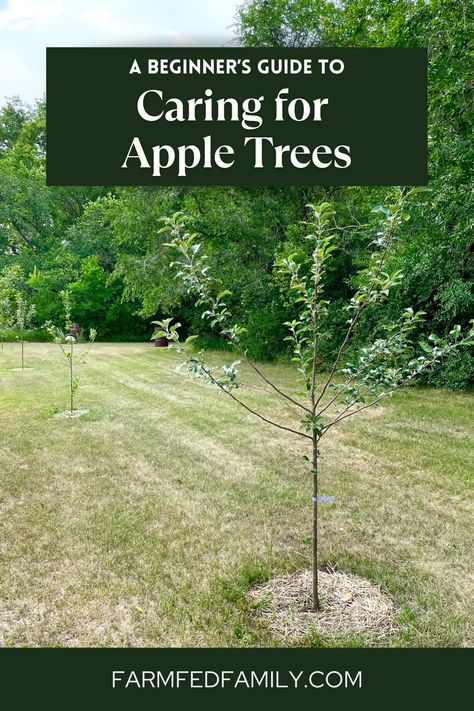 What To Plant Under Apple Trees, Apple Tree Pruning Guide, How To Plant An Apple Tree, Where To Plant Apple Trees, How To Start An Apple Orchard, Fruit Tree Care, Apple Tree Planting, How To Care For Apple Trees, Caring For Apple Trees