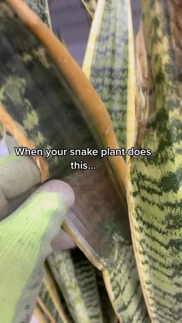 Potted Snake Plant, Common House Plants, Vertical Garden Plants, Large Indoor Plants, Snake Plants, Plant Care Houseplant, Growing Plants Indoors, Plant Diseases, Potted Houseplants