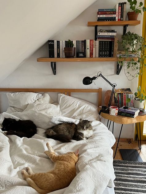 Apartment With Cats Aesthetic, Cat In Living Room, Cat Setup In Bedroom, Room Mates Aesthetic, Cat Bedroom Aesthetic, Cat Room Aesthetic, Cat Set Up In Apartment, Bedroom With Cat, Cat Lover Aesthetic