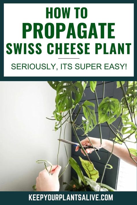 Want to root your Monstera Adansonii? It is super easy! Here’s how to propagate a swiss cheese plant! Propagating Monstera Adansonii, How To Propagate Swiss Cheese Plant, Propagate Swiss Cheese Plant, Propagating Swiss Cheese Plant, Swiss Cheese Plant Propagation, Swiss Cheese Plant Care, Swiss Cheese Monstera, Monstera Swiss Cheese Plant, Monstera Deliciosa Care