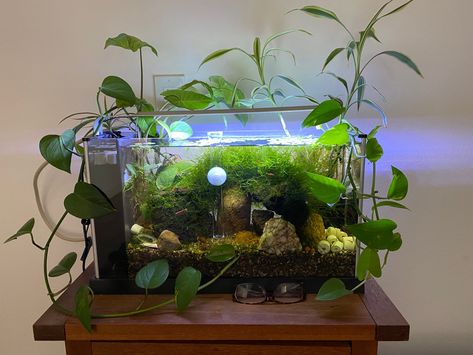 Pet Things, Shrimp Tank, Betta Tank, Aquarium Ideas, Arrow Head, Aquariums, Fish Tank, Ribbon, Fish