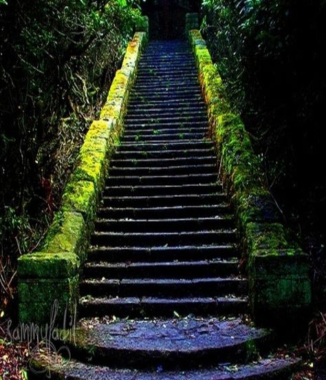 moss covered stairs Old Stairs, Stairs Window, Rustic Stairs, Stair Makeover, Stone Step, Hardwood Stairs, Diy Staircase, Stone Steps, Staircase Makeover