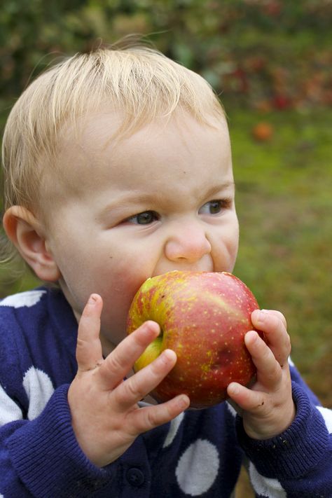 Eating Apple Photography, Feminism Painting, Hillside Orchard, Apple Orchard Photography, Orchard Photography, Calming Photos, Apples Photography, Apple Festival, Apple Farm