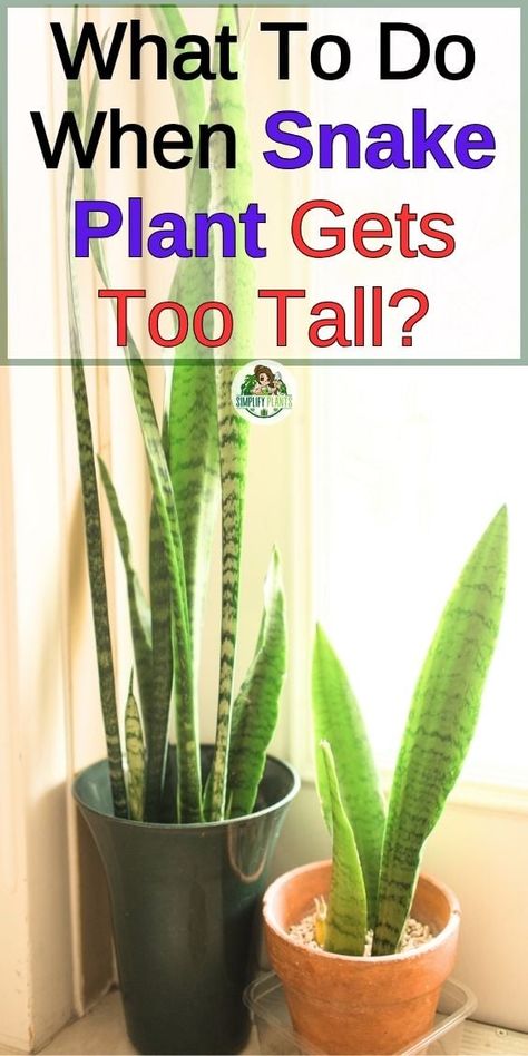 Plant Potting Ideas, Inside House Plants, Potting Ideas, Snake Plant Indoor, Snake Plant Propagation, Snake Plant Care, Leaf Structure, Snake Plants, Household Plants