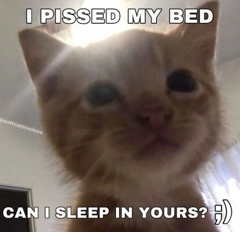 Goofy Cats, Silly Kitties, Cats Pictures, Silly Cats Pictures, Cat Meme, Silly Goofy, Silly Animals, Reaction Images, Reaction Memes