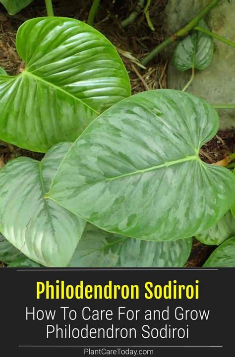 Philodendron Sodiroi, Philodendron Care, Dream Plants, Plant Tips, Houseplant Care, Philodendron Plant, Growing Strong, Soil Ph, Fast Growing Plants