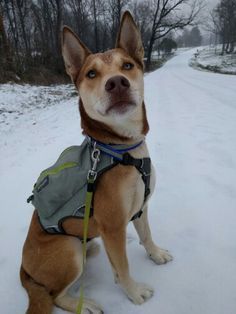 Getting that pitsky energy out. He loves the snow & walking w an evenly weighted pack gives him a job while tiring him out a little faster. Pitsky Dogs, Pitsky Puppy, Snow Walking, Rare Dogs, Unique Dog Breeds, Rare Dog Breeds, Cat Hug, Hybrid Dogs, Cat With Blue Eyes