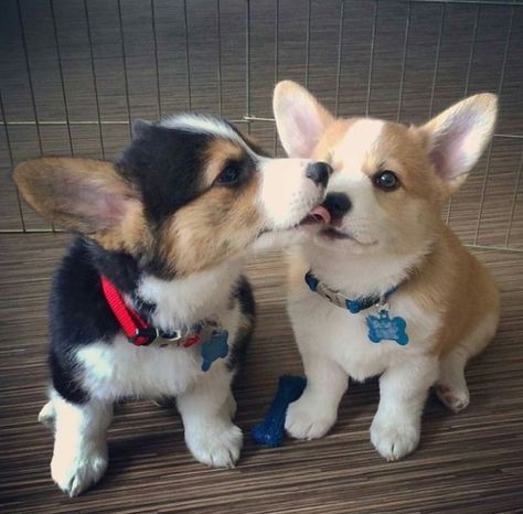 two corgi pups who are best friends Cute Corgi Puppy, Corgi Puppies, Corgi Puppy, Cute Corgi, Pembroke Welsh Corgi, Corgi Dog, Welsh Corgi, Cute Creatures, 귀여운 ��동물