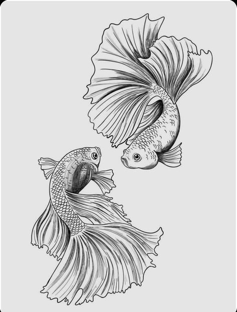 Betta Fish Art Drawing, Betta Fish Illustration, Betta Fish Sketch, Betta Fish Drawing, Beta Fish Drawing, Templates Drawing, Betta Fish Tattoo, Printable Drawings, Fish Sketch