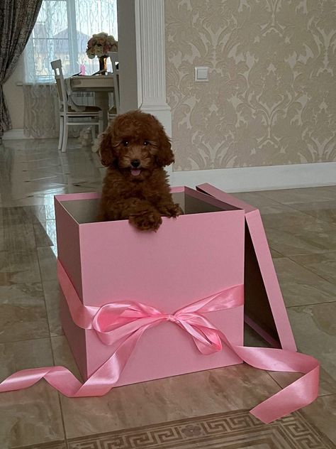 Puppy In A Box Gift, Mini Poodle Puppy, Surprised Dog, Labradoodle Goldendoodle, Poodle Toy, Cute Puppies And Kittens, Dog Mommy, Brown Puppies, Labradoodle Puppy