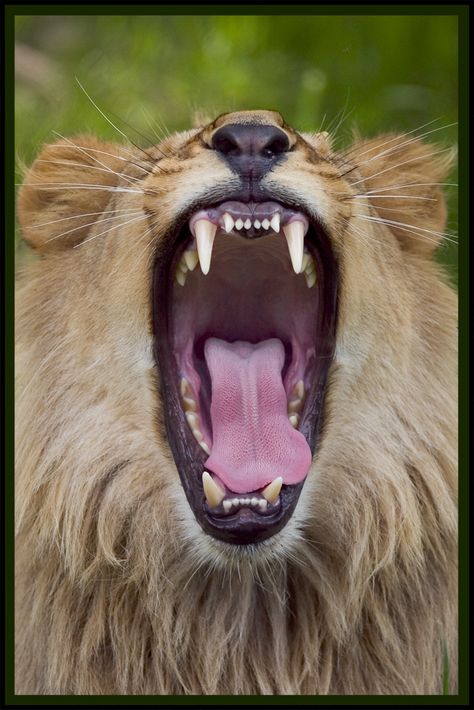 Lion yawning 03 by StudioFovea Lion Love, The Teeth, A Lion, Leopards, White Photo, Wild Animals, Beautiful Cats, Big Cats, Beautiful Creatures