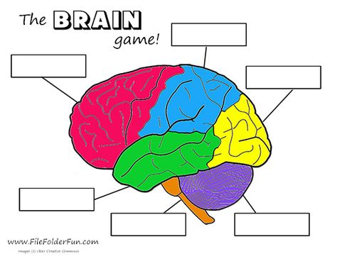 Human Brain Craft & Activities The Brain For Kids, Nervous System Projects, Brain Diagram, Brain Parts, Brain Models, Human Body Science, Brain Craft, Human Body Activities, Brain Challenge