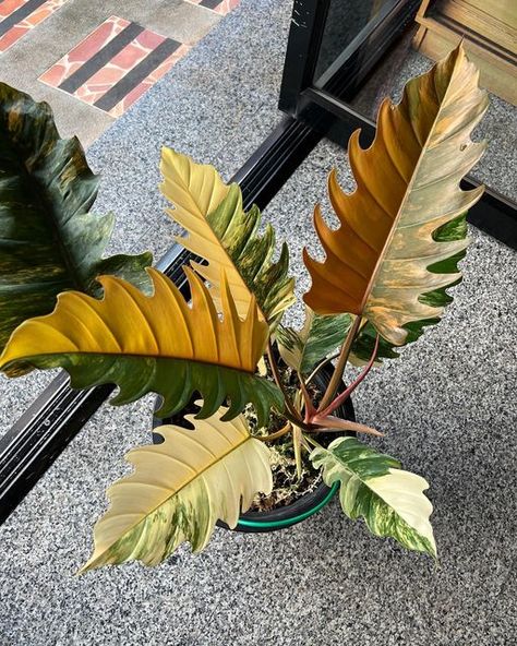 Plant.Me.Please.TH on Instagram: "Philodendron Caramel Marble variegated — one of the most beautiful caramel marble variegated i have had so far—- She is ready to shine its beauty in USA soon. Be good to your new owner all right kiddo!! Thank you for your trust and support as always❤️❤️❤️ ❌SOLD❌ #philodendroncaramelmarblevariegata ✨international shipping with Dragon Courier 🇺🇸🇨🇦🇪🇺🇬🇧🇸🇬🇭🇰 For more detail please direct message us. ——————— We are capable of shipping worldwide with prov Carmel Marble Philodendron, Philodendron Caramel Marble, Philodendron Caramel, Philodendron Variegated, Rare Philodendron, Variegated Philodendron, Philodendron Plant, Boquette Flowers, Inside Plants